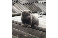 Hibridul dintre un câine și o pisică există: care este explicația pentru animalul devenit viral