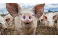 Iaşul a închis trei focare de pestă porcină africană