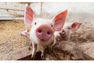 PSD: Românii, obligați să scoată din buzunar 400 milioane de euro anual dacă vor să mai aibă porci de Crăciun