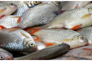Peste 200 de kg de calcan nedeclarat, descoperit la bordul unui pescador