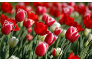 Mesaje de FLORII 2020: Cele mai frumoase felicitări și urări. La mulți ani!