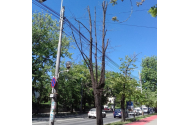 Continuă toaletările de arbori în oraş