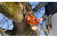 Noi toaletări ale arborilor din oraş