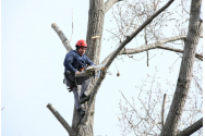 Continuă campania de toaletări ale arborilor bătrâni