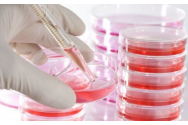 Studiu genetic: Grupa sanguină arată cât de predispuși suntem la infectarea cu SARS-CoV-2