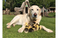 Un câine din Marea Britanie a „adoptat” nouă rățuște a căror mamă a dispărut.