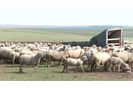 Violată la stână până ce i s-a descărcat telefonul