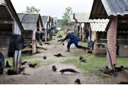 Spania ucide aproape 100.000 de nurci infectate cu coronavirus: Se tem că virusul ar putea ajunge la oameni