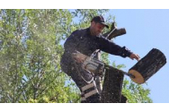 Toaletări de arbori în mai multe zone din oraş