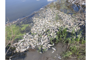 Dezastru ecologic la confluenţa Bahluiului cu Jijia