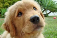 MAI le cere românilor să se implice pentru Poliţia Animalelor
